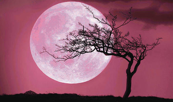 Pink moon April moon rises why pink 790159