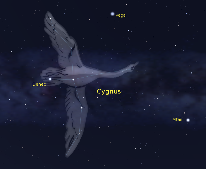 Cygnus Starseed