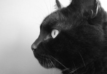 Spiritual meaning of seeing a black cat