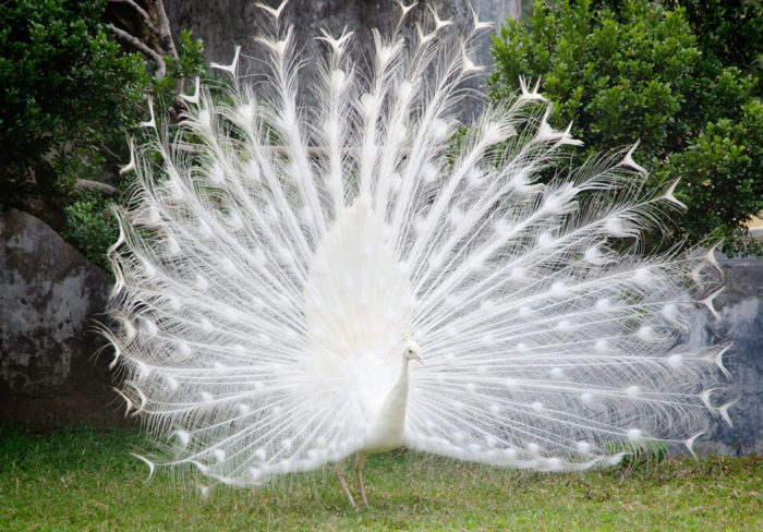 white peacock symbolism e1523828405250
