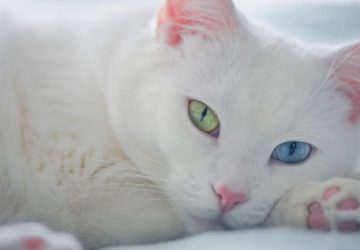 White Cat Dream Meaning