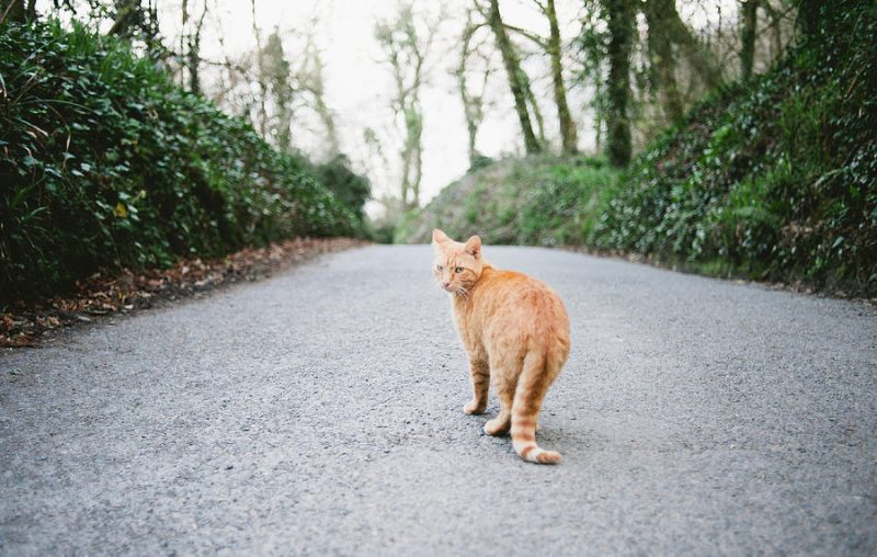ginger cat walking down road suzanne marshall