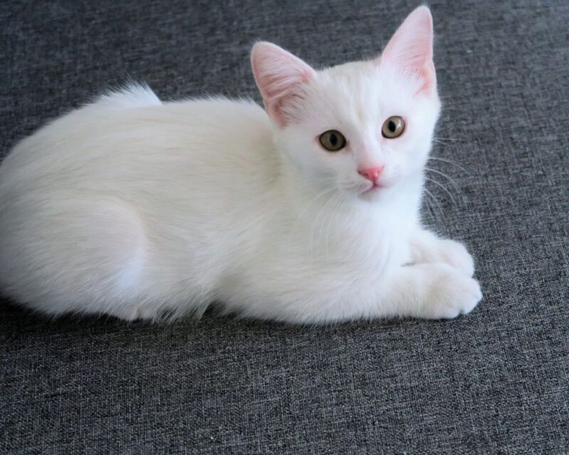 white cat 01
