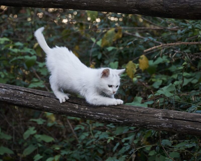 white cat 03