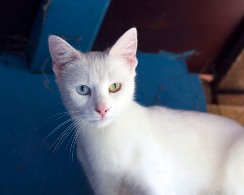 white cat 04