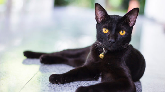 Spiritual Meaning of Black Cat Crossing Your Path