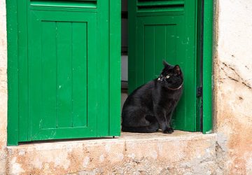 Meaning Of A Black Cat At Your Door