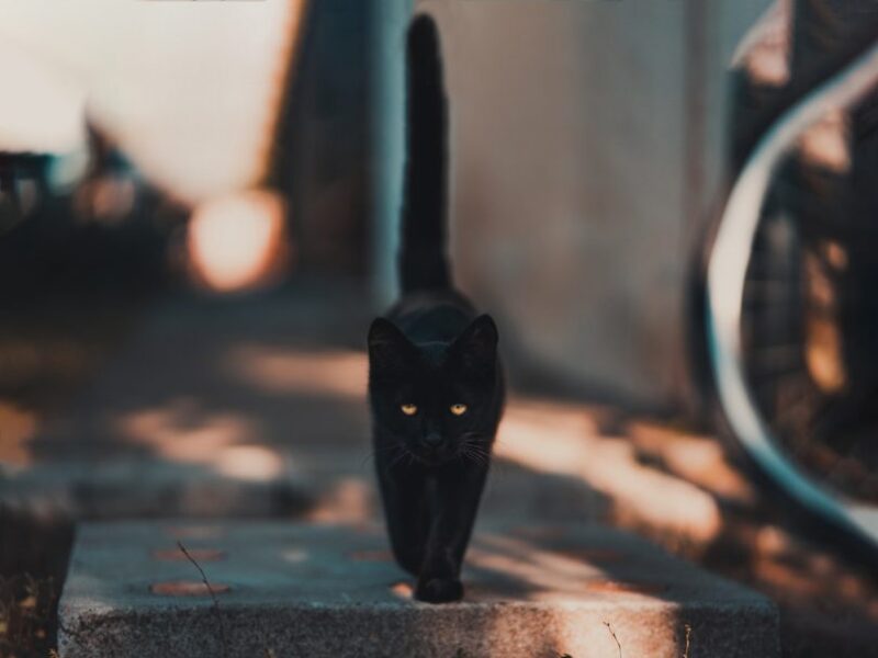 black cat01 e1652180784180