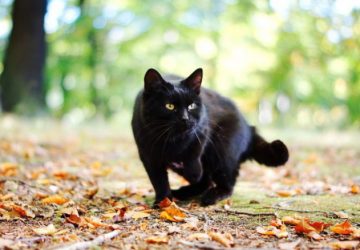 What Does It Mean When A Black Cat Follows You?