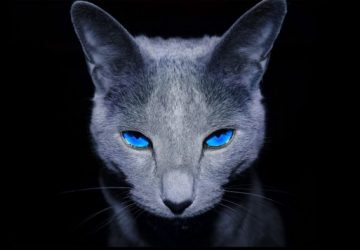 Black animal wallpaper with dark gray cat with blue eyes e1540350050428