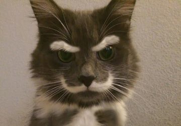 grey tuxx cat