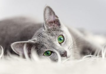 light grey cat e1540350836344