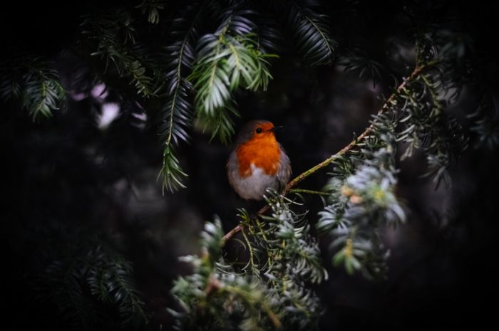 bird with red face perched on pine tree with snow on needles e1546059697200