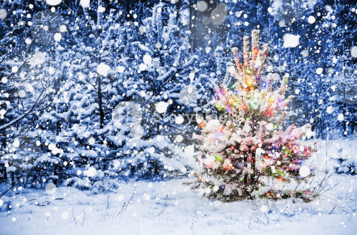 graphicstock christmas tree in snowy woods with colored illumination BXJRYUG3e SB PM e1546063299733