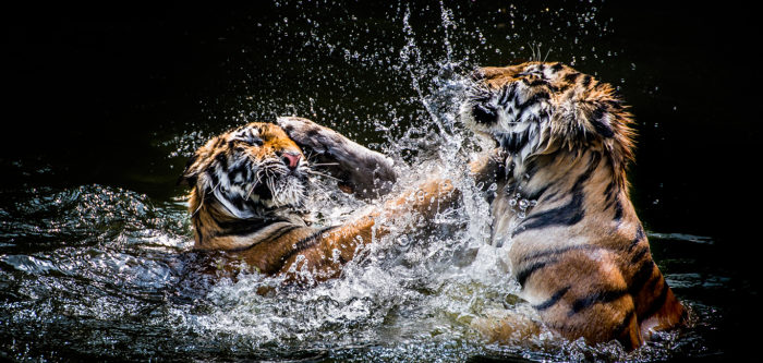 Bengal Tigers in water e1559125133471