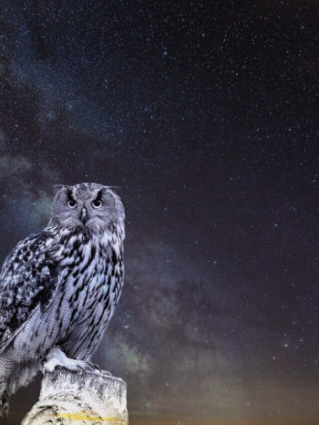 The Spiritual Meaning of an Owl Hooting at Night