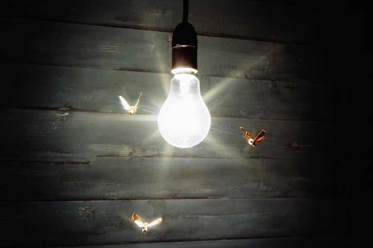 Moth Spirit Animal - Find the light