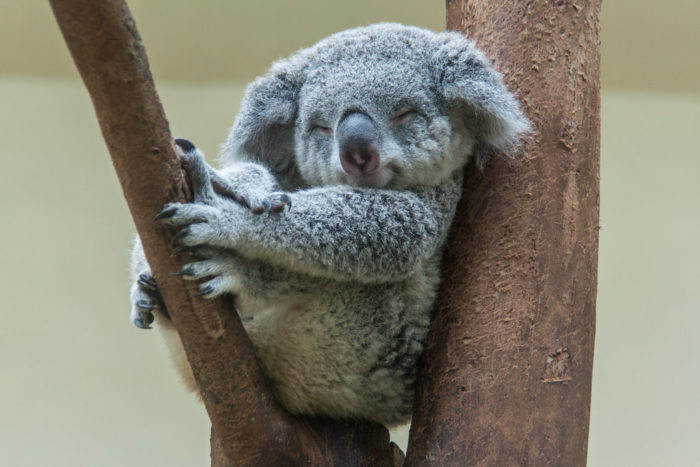 Koala Spirit Animal – Relaxing Is A Must – Spiritual Unite