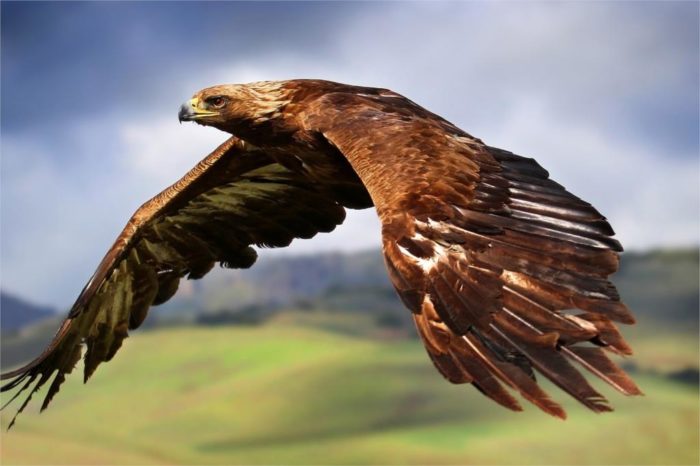 DIY frame Ferocious Eyes Eagle Hawks Flying In The Air Animal posters and print home decor e1561032678709