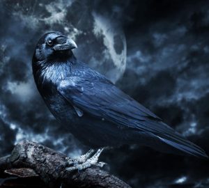 Raven Spirit Animal 1