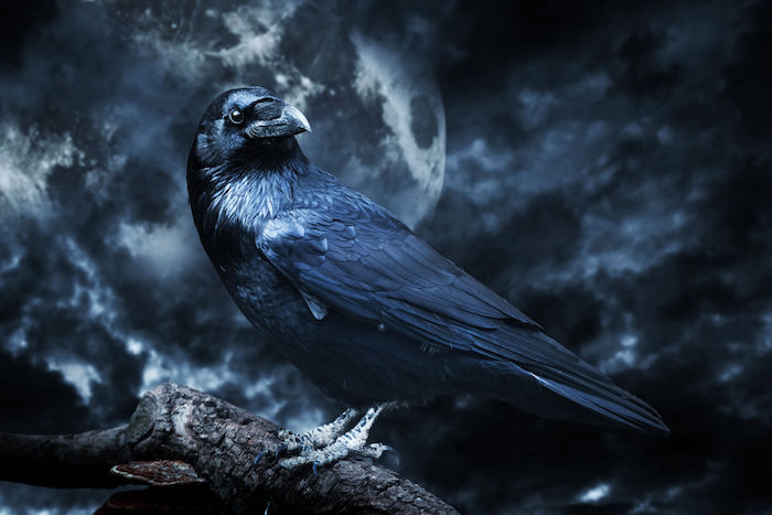 Raven Spirit Animal 1