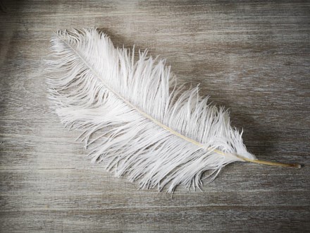 Ostrich Feathers 40 45cm – Singles