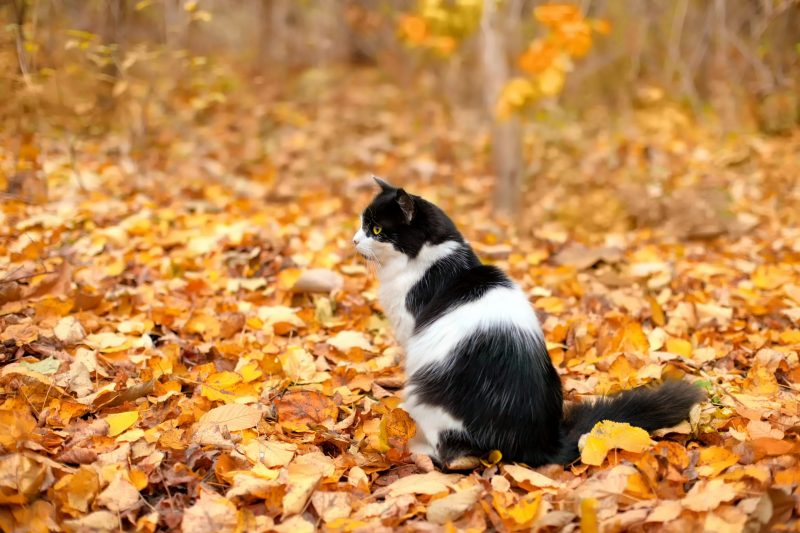 black and white cat sitting on fallen leaves scaled e1601970285992