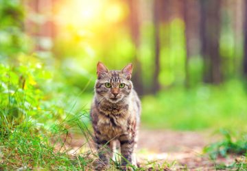 cute siberian cat walking in the forest