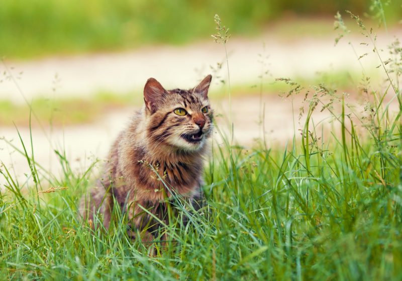 siberian cat walking on the grass scaled e1603710239360
