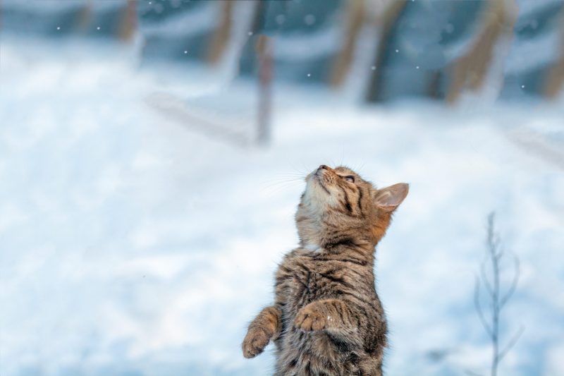 storyblocks cat standing on hind legs in the snow in the winter H0oVyVt1M scaled e1601970365644