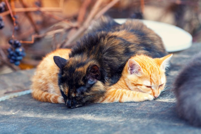 two cats sleeping outdoors scaled e1603709557334