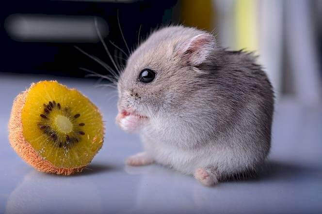 Can Hamsters Eat the Skin of Kiwi Fruit