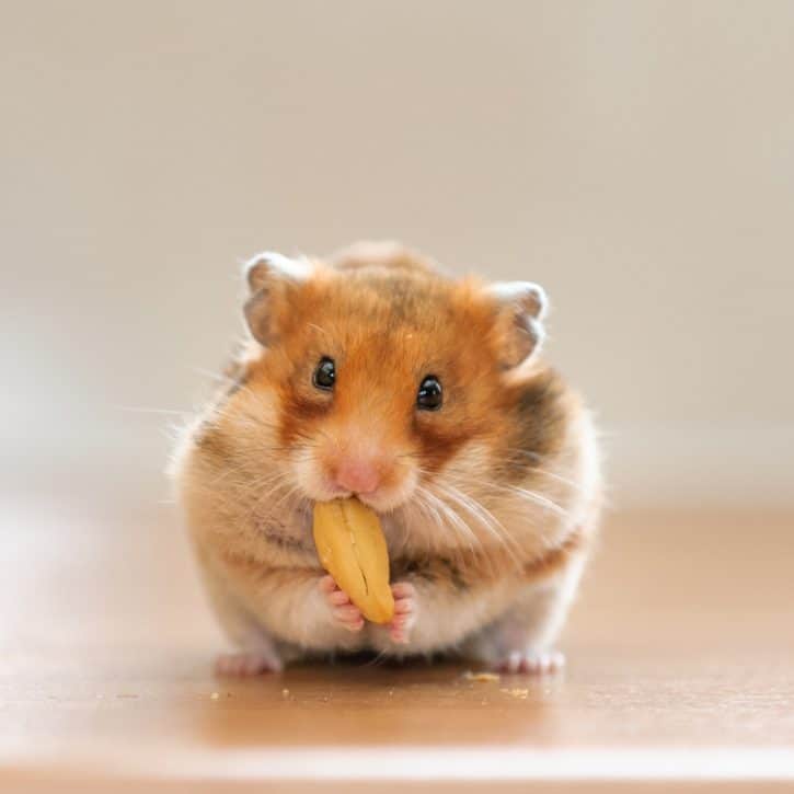 Hamster Eating Nut 725x725 1