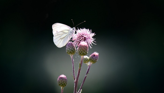 White Butterfly Meaning and Symbolism