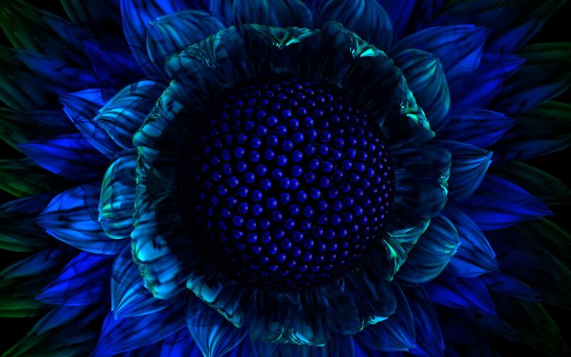 blue sunflower