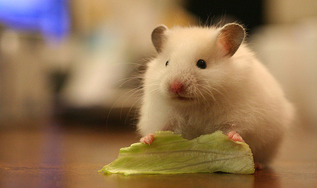 do hamsters eat lettuce 640x381 1