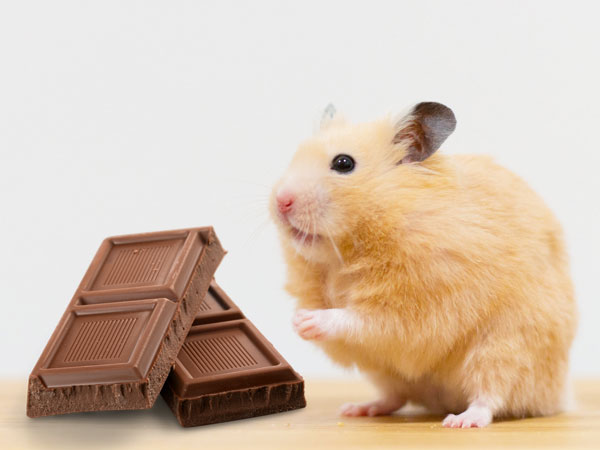 hamsters eat chocolate