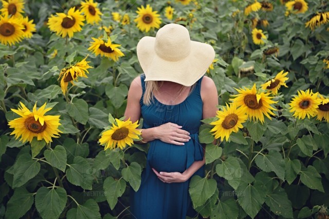 stock photo field portrait yellow sunflower happy sunflowers pregnant pregnancy maternity f3b749b9 8073 44af 9181 47e77319a2d5