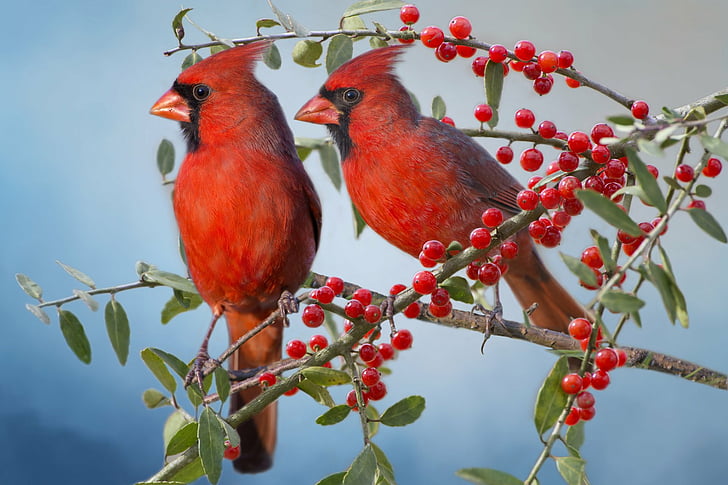 birds cardinal animal berry wallpaper preview