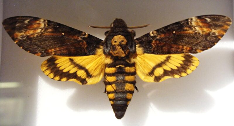 deaths head moth 1