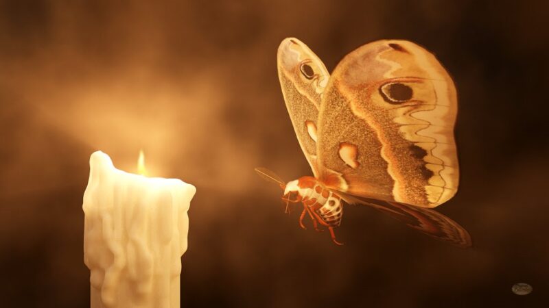 moth flame