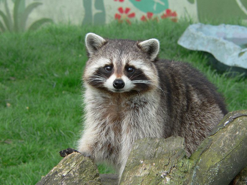 one more cute raccoon