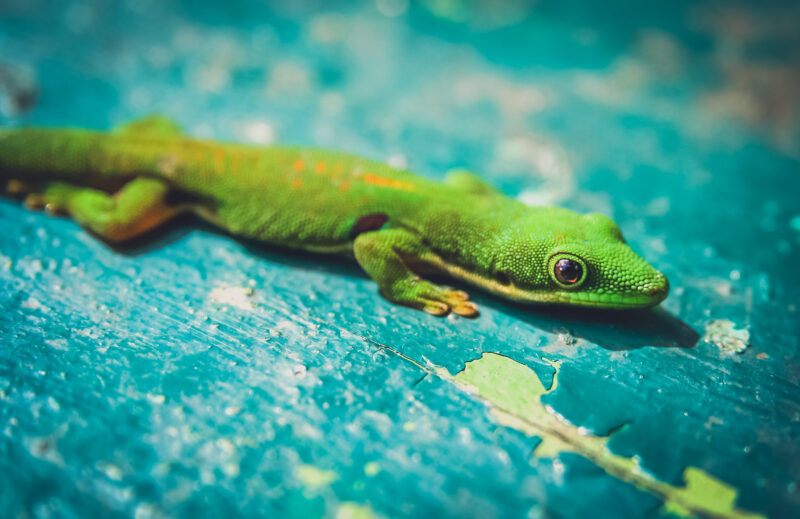 small green gecko PWF3QD3