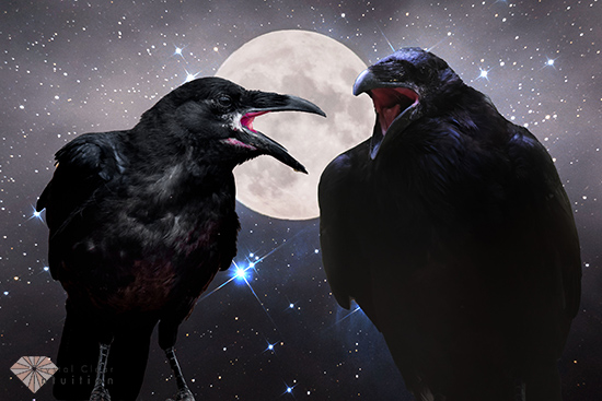 the meaning of crows cawing