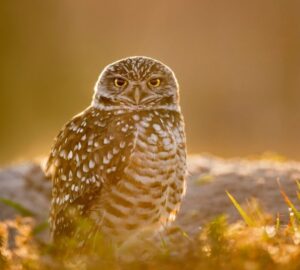 owl during day