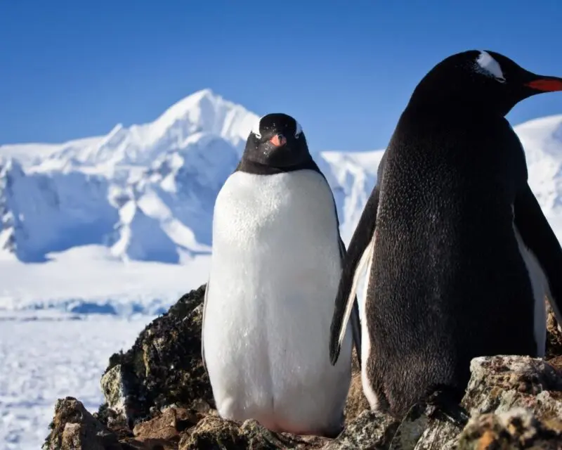 two penguin