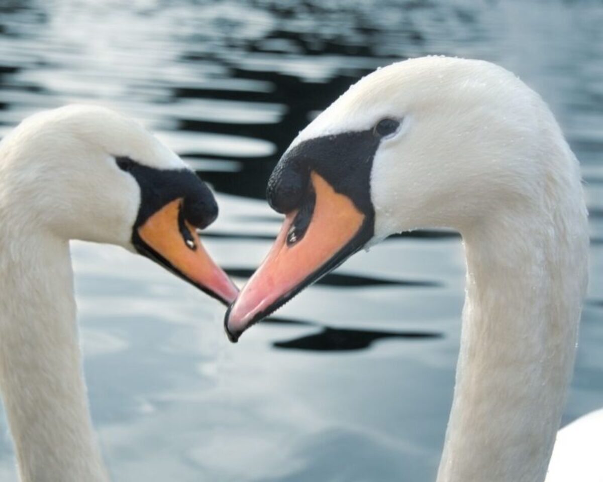 Two Swans Meaning In The Twin Flame Journey – Spiritual Unite