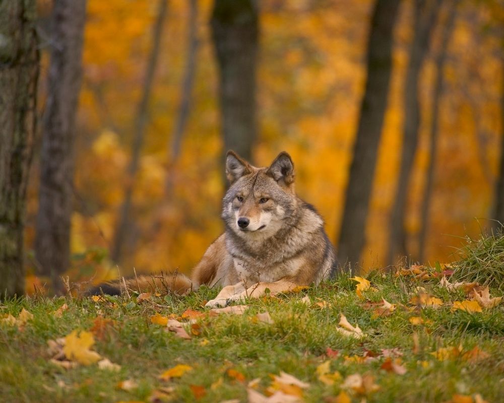 alpha female wolf