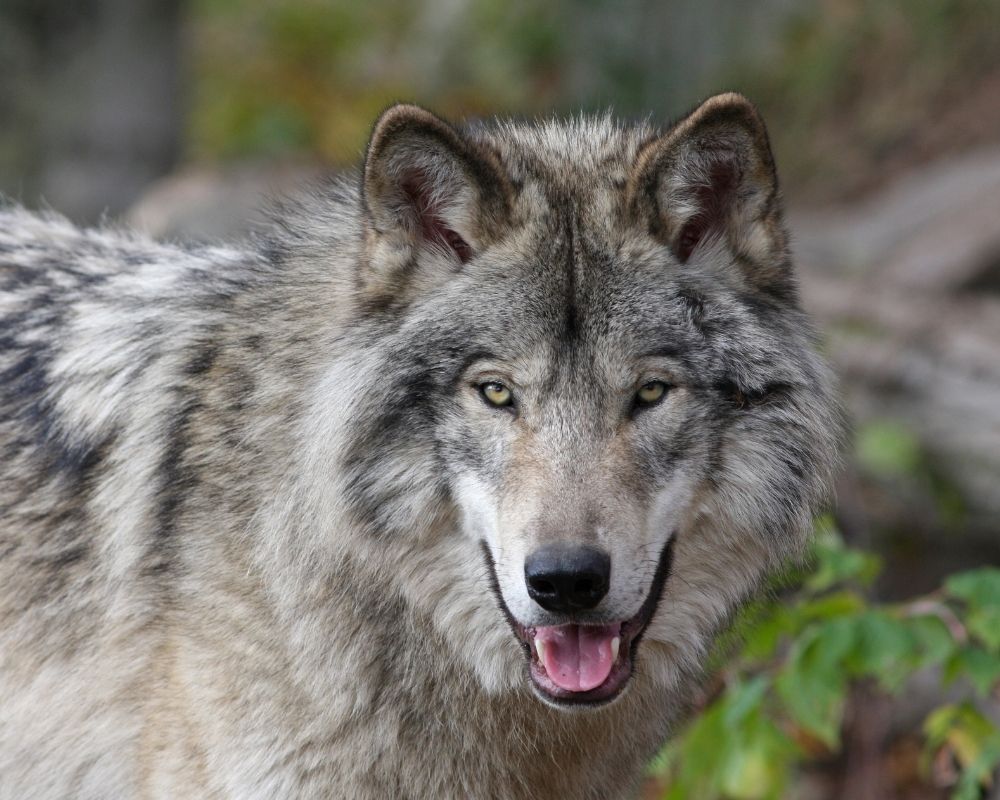 alpha male wolf