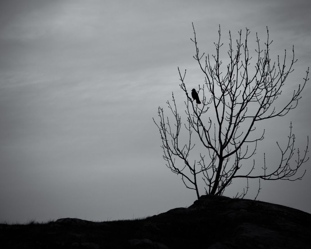 Crow In Your Dreams1